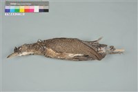 藏品(黑冠麻鷺)的圖片